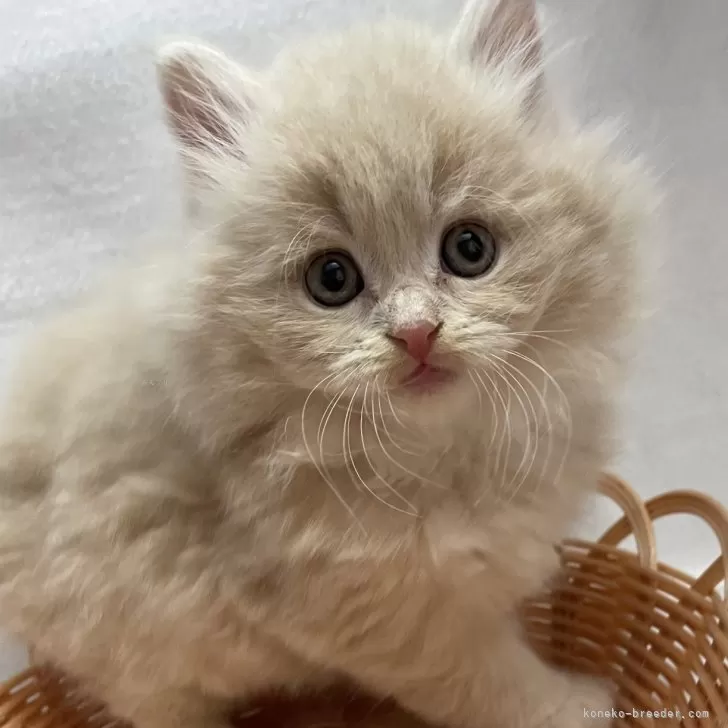 ID：2403-01485の子猫
