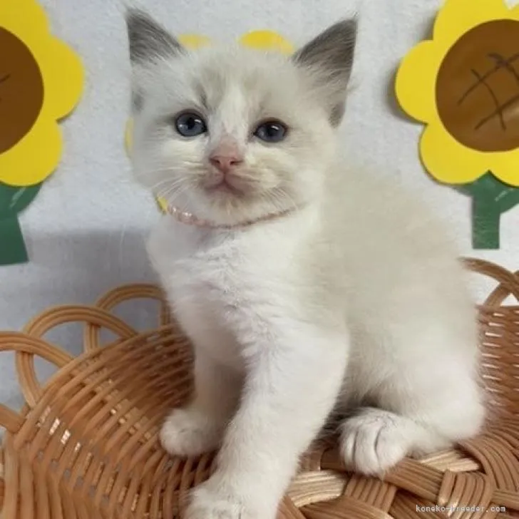 ID:2208-01702の子猫