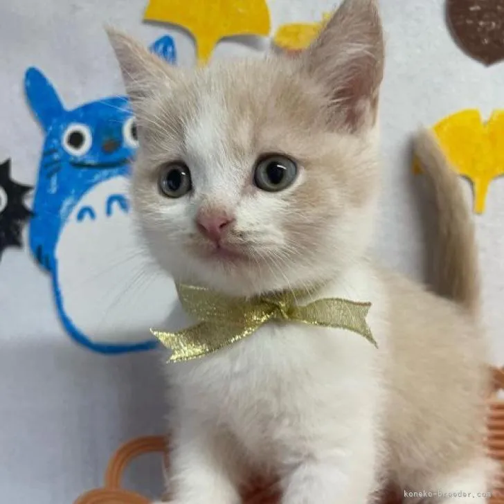ID:2209-01730の子猫
