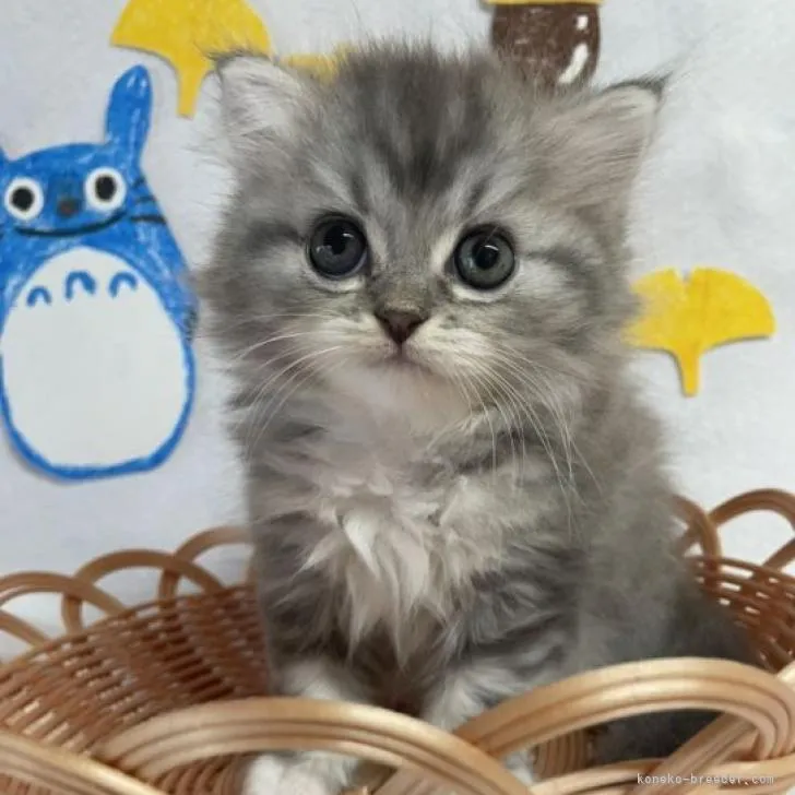 ID：2208-03023の子猫