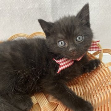 アメリカンショートヘア【岡山県・男の子・2023年2月16日・ブラックスモーク】の写真「イケニャンです‼︎」