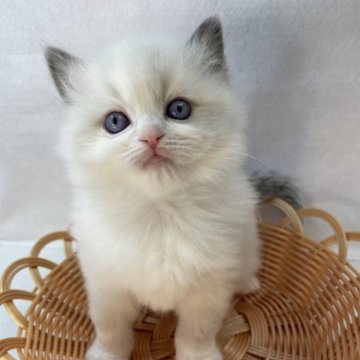 ラグドール【岡山県・男の子・2023年3月3日・ブルーポイントバイカラー】の写真「可愛いソックスはいてます‼︎」