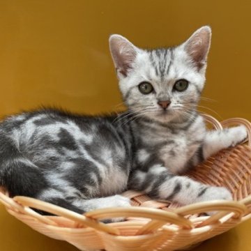 アメリカンショートヘア【岡山県・男の子・2023年3月31日・シルバータビー】の写真「人を見るとスリスリと寄ってきます❤️」