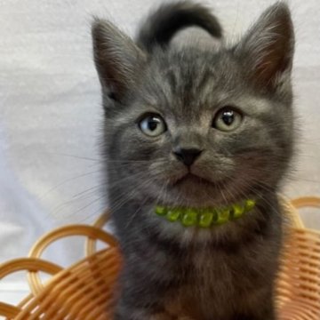 アメリカンショートヘア【岡山県・男の子・2023年9月15日・ブラックスモーク】の写真「煌めきブラック✨」