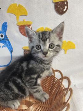 アメリカンショートヘア【岡山県・男の子・2022年9月9日・シルバータビー】の写真「イケメンです✨」