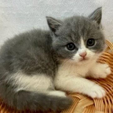 ブリティッシュショートヘア【岡山県・女の子・2023年8月19日・ブルー&ホワイト】の写真「受付期間10月29日までです。」