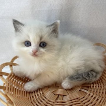 ラグドール【岡山県・女の子・2023年3月3日・ブルーポイントバイカラー】の写真「ふわふわの毛質ですよ‼︎」