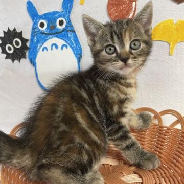 アメリカンショートヘア【岡山県・女の子・2022年7月23日・ブラウンパッチドタビー】の写真「しっかりした体格です💪」