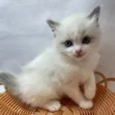 ラグドール【岡山県・女の子・2023年4月19日・ブルーポイントバイカラー】の写真1