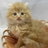 サイベリアン【岡山県・男の子・2023年3月4日・レッドタビー】の写真1