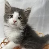 ノルウェージャンフォレストキャット【岡山県・男の子・2024年3月21日・ブルー&ホワイト】の写真1