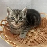 アメリカンショートヘア【岡山県・女の子・2023年2月16日・シルバーパッチドタビー】の写真1