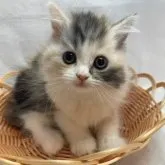 スコティッシュストレート【岡山県・女の子・2023年7月10日・ブラウンパッチドタビー&ホワイト】の写真1