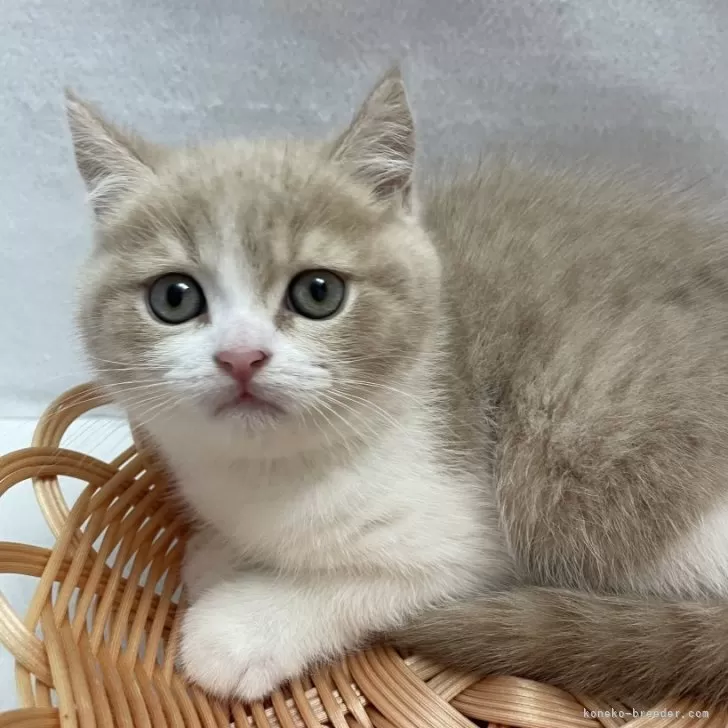 ID:2506-02107の子猫