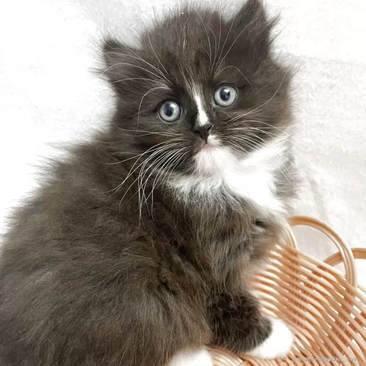 ID:2506-02019の子猫