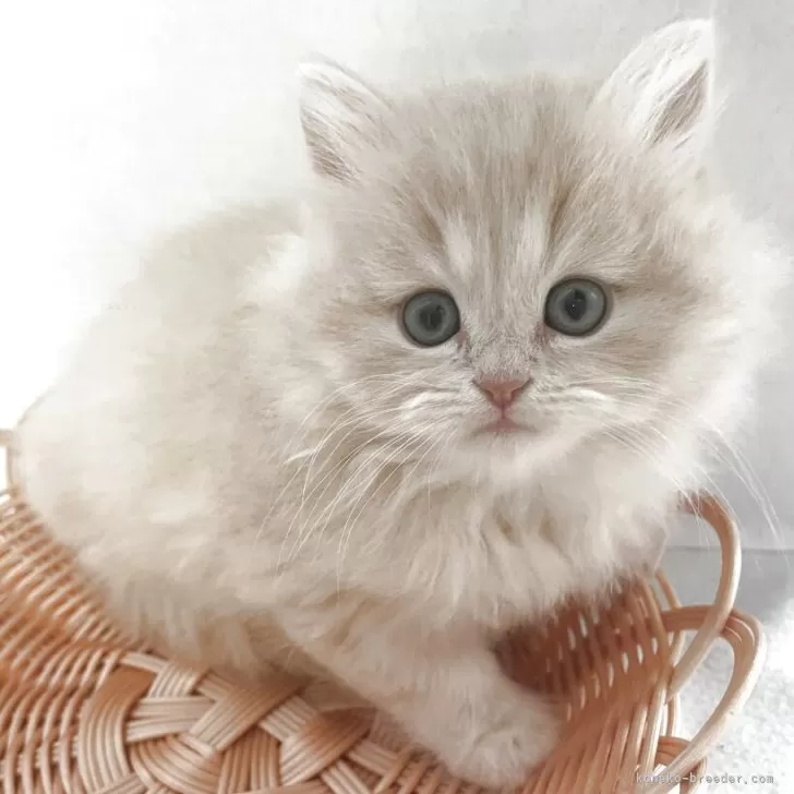 ID：2509-03235の子猫