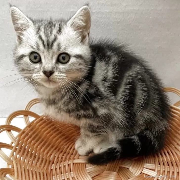 ID：2506-01364の子猫