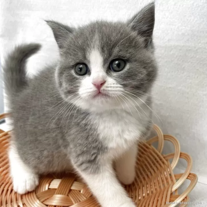 ID：2506-01367の子猫