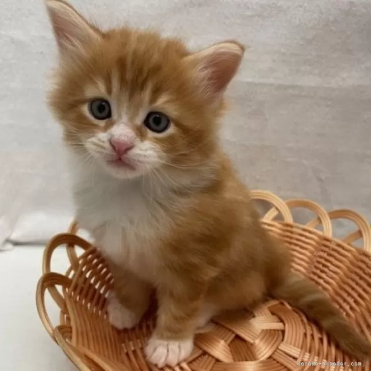 ID：2504-01735の子猫