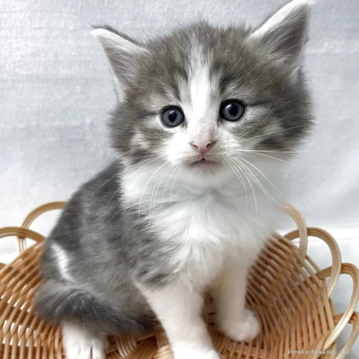 ID：2505-01292の子猫