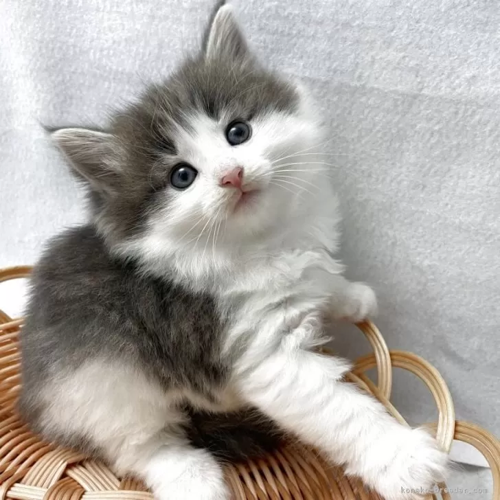 ID:2505-01295の子猫