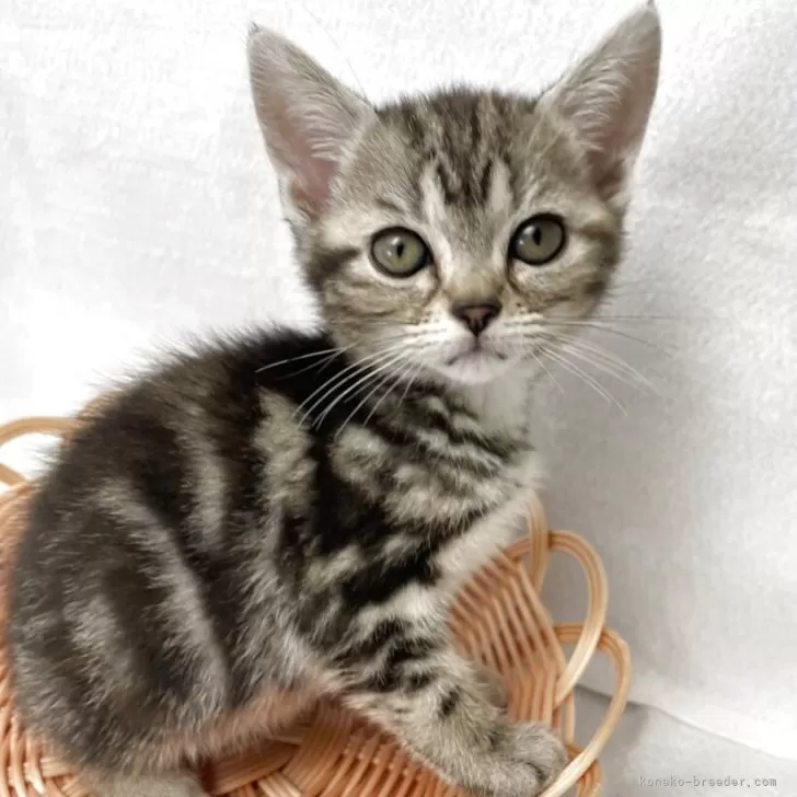 ID：2506-01359の子猫