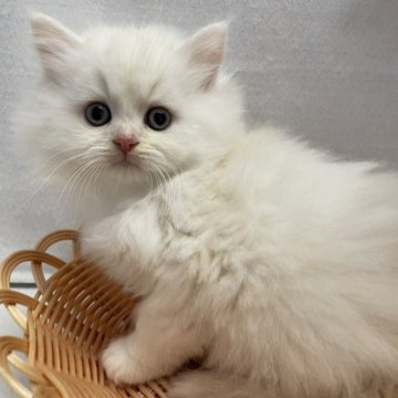 サイベリアン【岡山県・男の子・2025年9月13日・クリームタビー】の写真「⭐️」