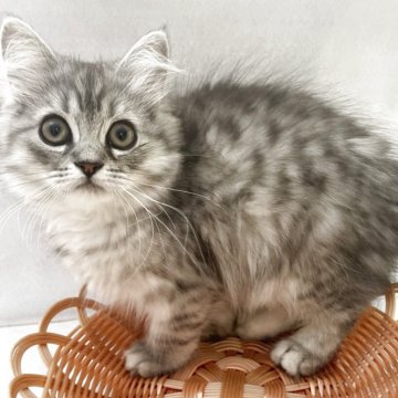 サイベリアン【岡山県・女の子・2025年4月5日・シルバータビー】の写真「ご見学当日一緒に帰れます♪」