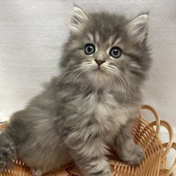 サイベリアン【岡山県・男の子・2025年9月13日・シルバータビー】の写真「⭐️」