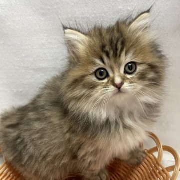 サイベリアン【岡山県・女の子・2025年9月13日・シルバータビー】の写真「⭐️」