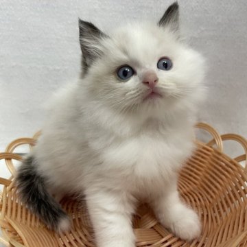 ラグドール【岡山県・男の子・2025年9月12日・シールポイントバイカラー】の写真「⭐️」
