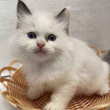 ラグドール【岡山県・男の子・2025年9月12日・シールポイントバイカラー】の写真「⭐️」