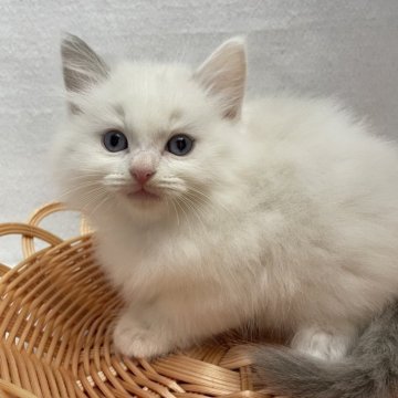 ラグドール【岡山県・男の子・2025年9月12日・ブルーポイントバイカラー】の写真「⭐️」