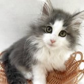 ノルウェージャンフォレストキャット