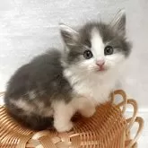ノルウェージャンフォレストキャット