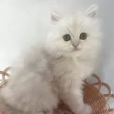 サイベリアン