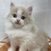 ブリティッシュロングヘア