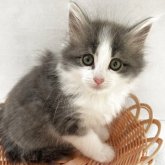 ノルウェージャンフォレストキャット