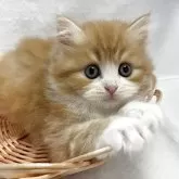 サイベリアン