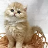 サイベリアン