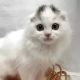 スコティッシュフォールド(折れ耳)