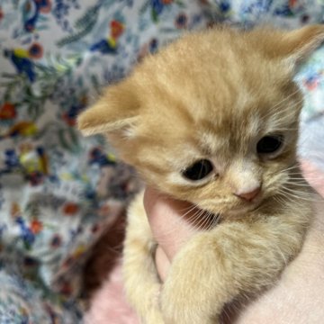 ミヌエット【福岡県・男の子・2024年1月4日・レッドタビー（ミディアムショート）】の写真「ふわふわ甘えん坊さん」