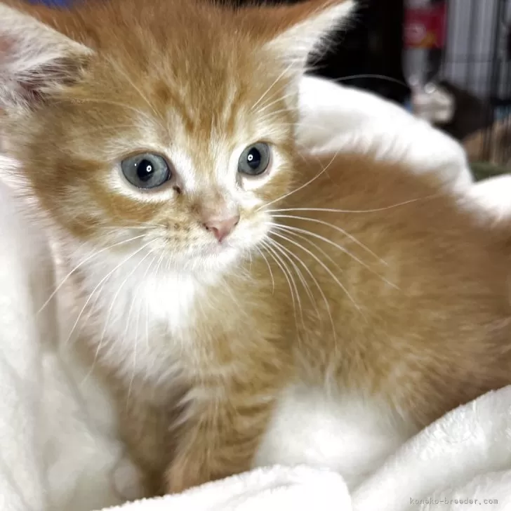 ID：2505-02286の子猫