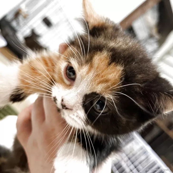 ID:2505-02290の子猫