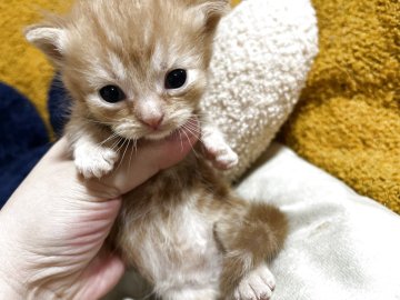 ミヌエット(短足)【福岡県・男の子・2025年11月18日・レッドタビー（レッドタビー）】の写真「小さい可愛い子」