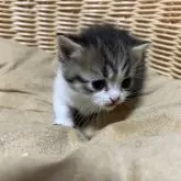 ミヌエット(短足)【福岡県・女の子・2024年12月8日・ブラウンパッチドタビーホワイト】の写真1