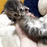 ミヌエット(短足)