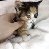 ミヌエット
