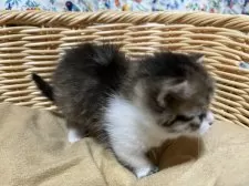 ミヌエット(短足)【福岡県・女の子・2024年12月8日・ブラウンパッチドタビーホワイト】の写真2