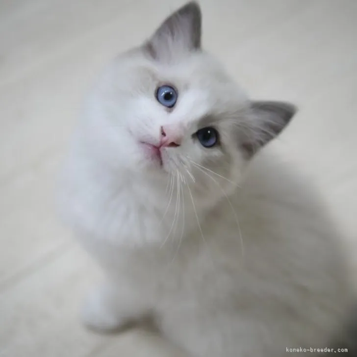ID：2303-01940の子猫